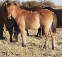 Miss Dunamita H's 2022 Dun Roan Filly